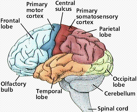 Image:Cerebrum 1.gif