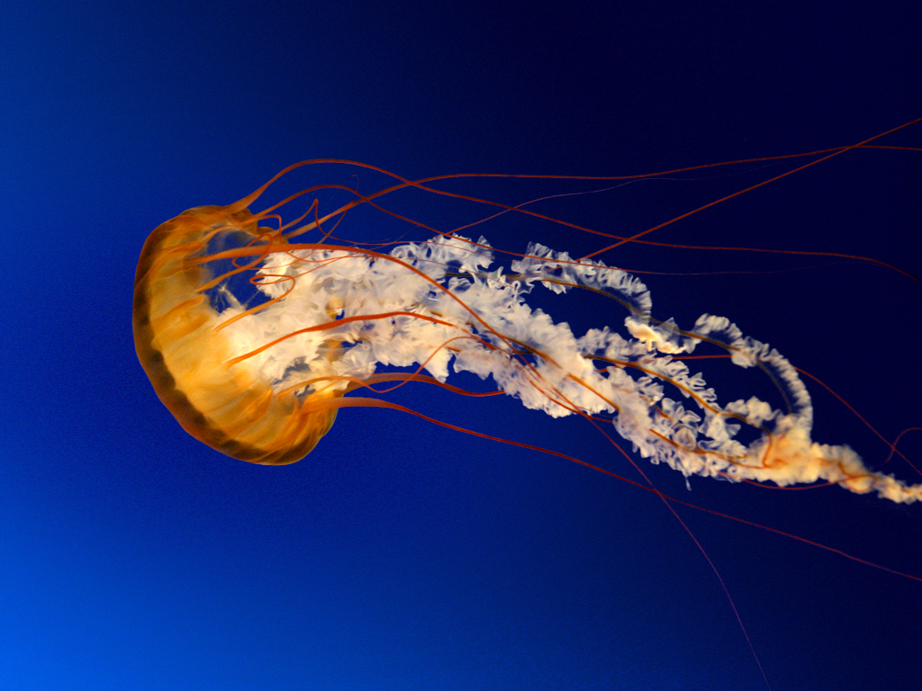 Image:Jellyfish.jpg
