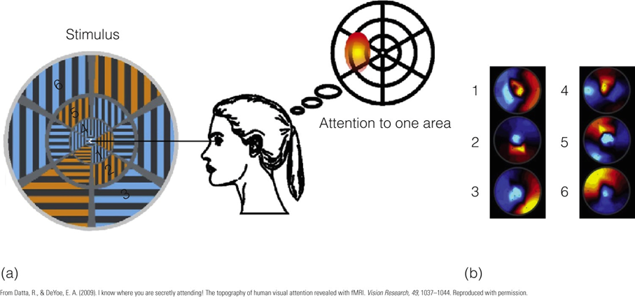 Image:06Attention influence brain2.png