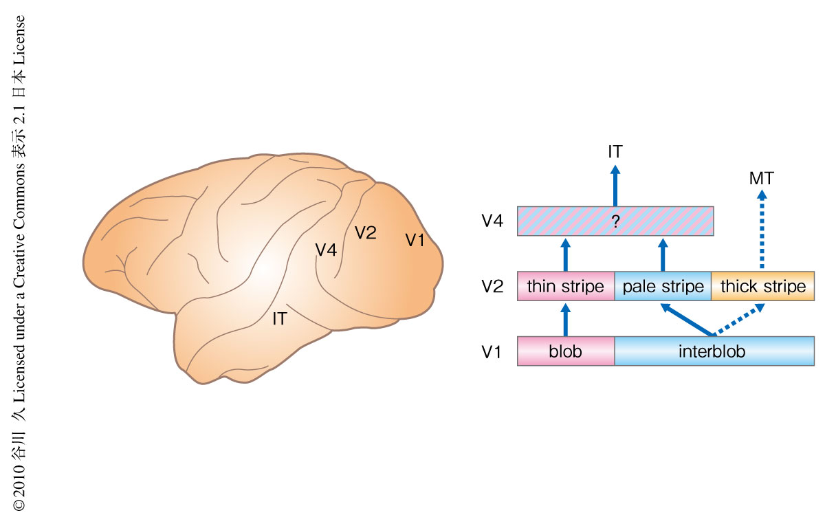 Image:Tanigawa-Nature-Neuroscience-10.11.23-Fig.1.jpg
