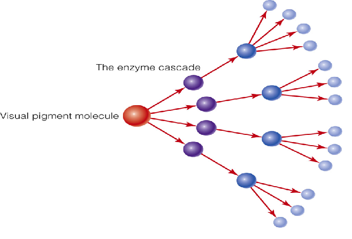Image:02enzyme cascade.png