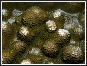 Image:白化的珊瑚.jpg