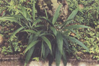 Image:植物11.jpg