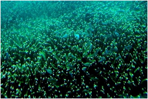 image:珊瑚排卵.jpg