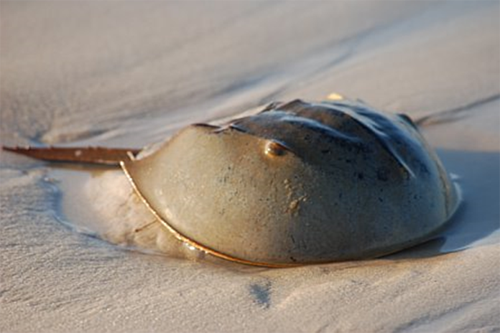 Image:03Limulus.png