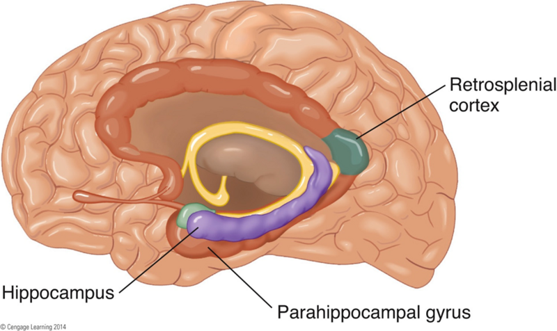 Image:07navigation in brain.png
