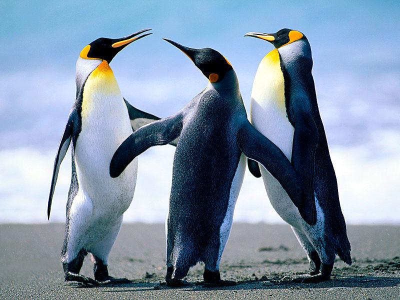 Image:Penguins.jpg